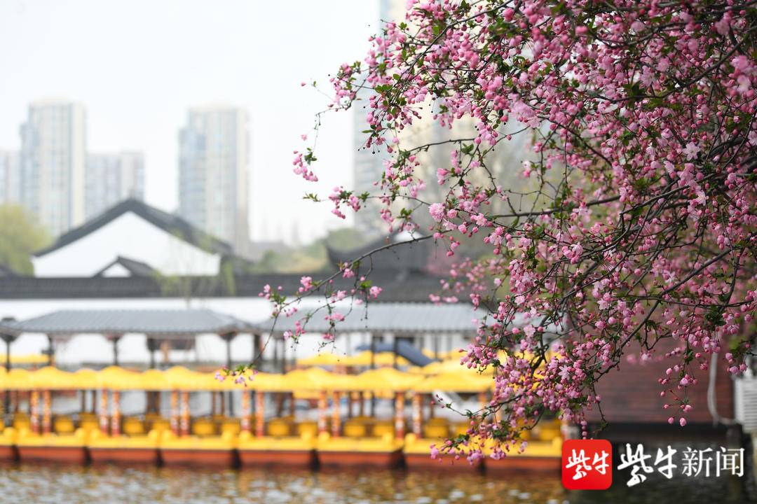樱花赏花景点,春天去哪里看樱花好玩