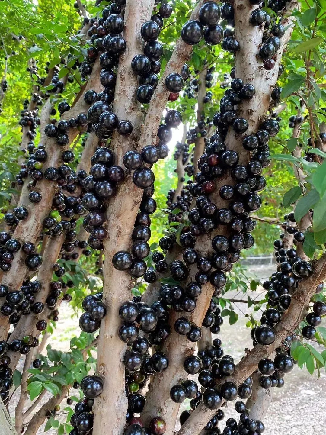 东莞人家里都种的“土豪果”身价暴跌10倍！曾卖到500元一斤