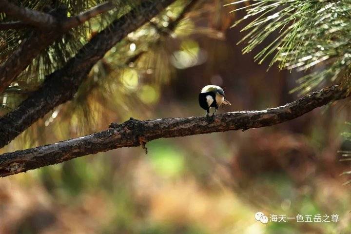 清明时节万物清新,清明万物新
