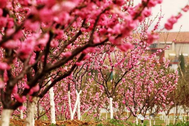清明时节万物清新,清明万物新