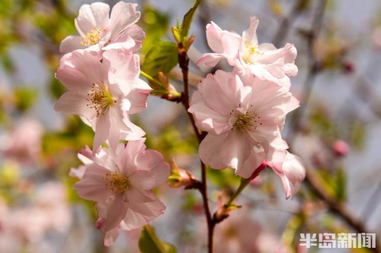 青岛樱花品种大全,青岛绿色樱花品种