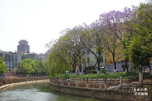 昆明蓝花楹观赏攻略,昆明六月蓝花楹最佳观赏地