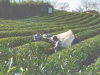 福建：茶园生产，“机”不可失