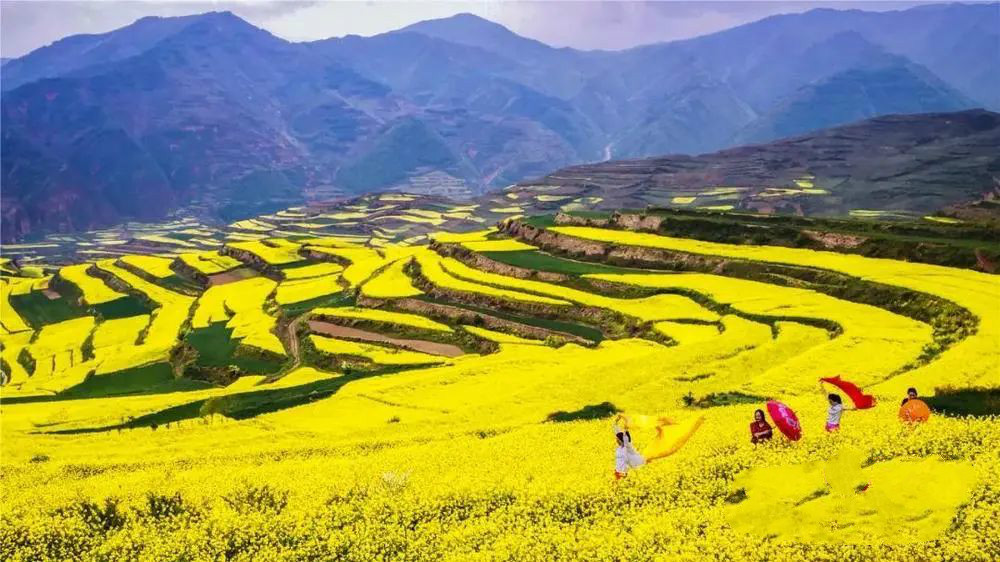 甘肃武山油菜花开了,武山的油菜花开了吗