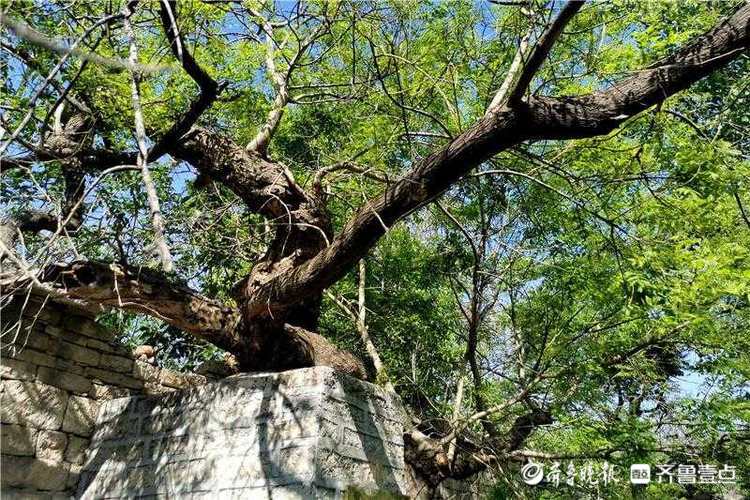 花开齐鲁｜古树又逢春！济南平阴一棵500余年国槐神奇冒新枝