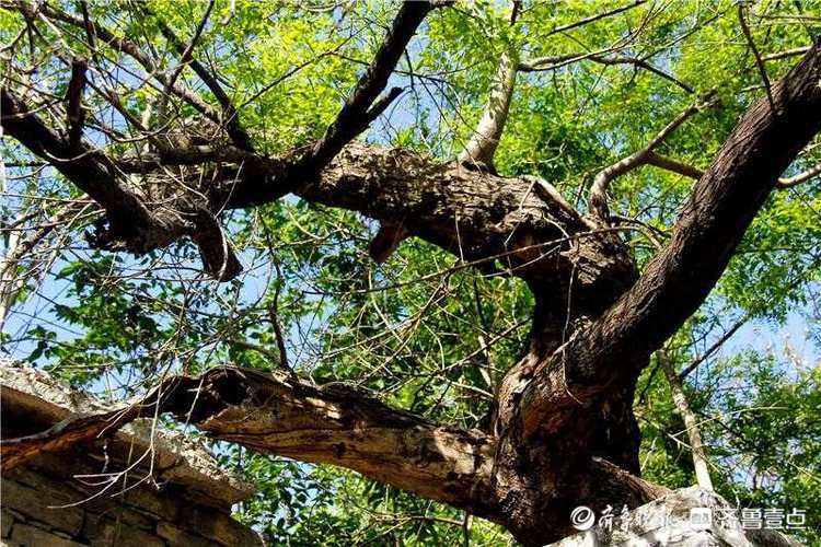 花开齐鲁｜古树又逢春！济南平阴一棵500余年国槐神奇冒新枝