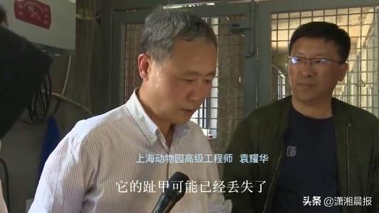 半岛聚焦丨只认“金钱”不识“豹”，为了流量闹哪样？盘点杭州“瞒豹”事件始末