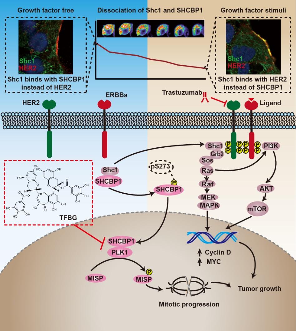 兰大二院焦作义大夫简介,兰大二院肿瘤介入治疗