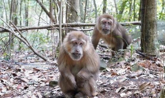 南岭探秘｜物之篇：它是世界地质与生态双珍宝，未来可期