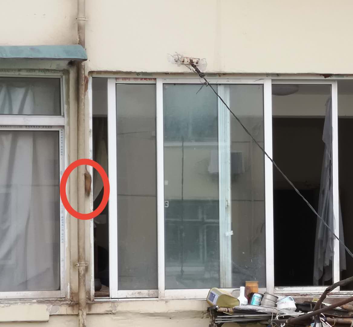 上海一老人囤垃圾引鼠群,老人捡垃圾堆满房间引上百只老鼠