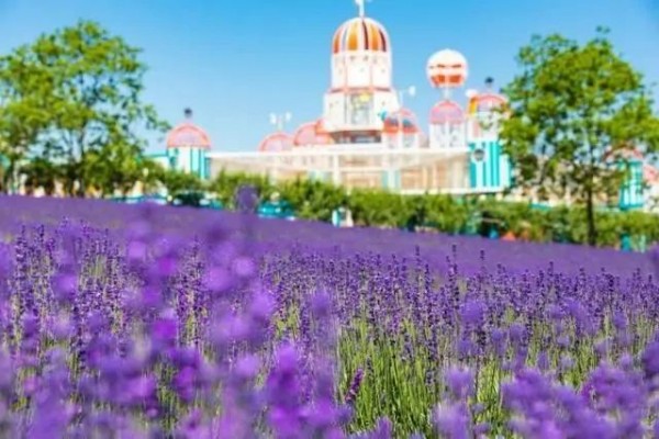 上海紫色花海熏衣草公园,上海最大的薰衣草