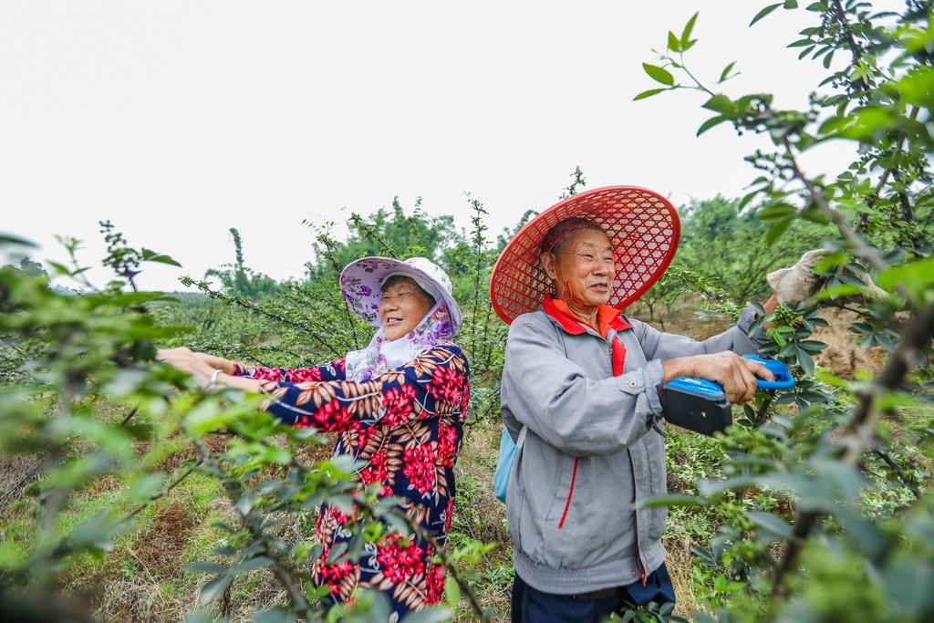 自贡市沿滩区农业振兴,自贡市沿滩区乡村振兴项目