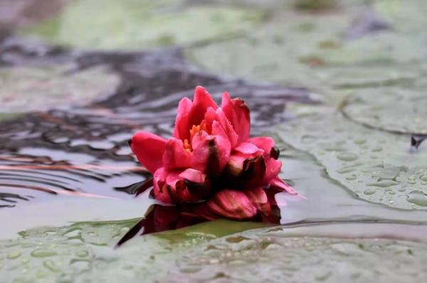 五一游花博会攻略,花展怎么玩