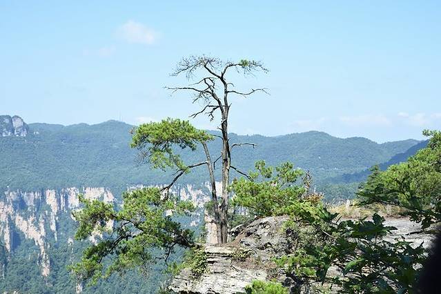 张家界旅游各种攻略大全,张家界最新实用旅行攻略图片高清