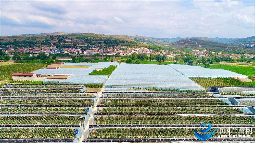 县世亮——马河村里的致富“领头雁”科学种植带领农民闯出一条致富路