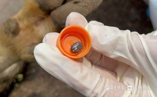 一只羊身上有12只虫子,疾控人员在家找出大量蜱虫
