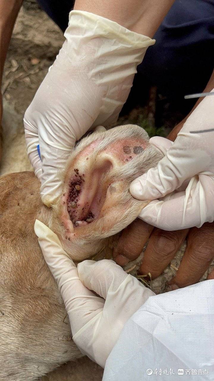 一只羊身上有12只虫子,疾控人员在家找出大量蜱虫