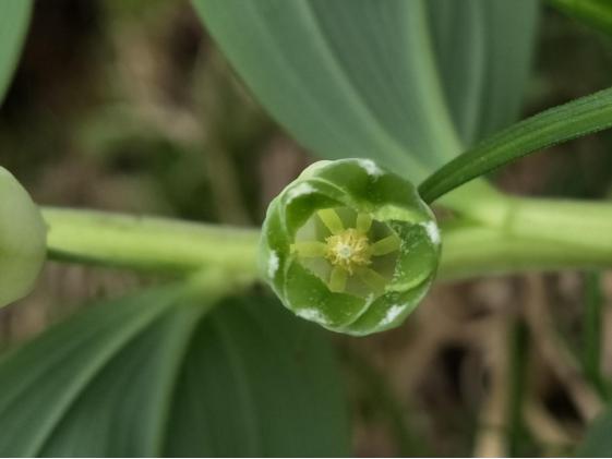 黄精原植物形态,与黄精相似的植物