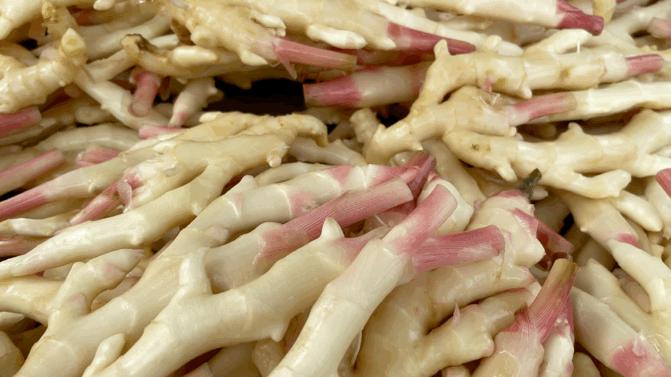 土里刨出“银疙瘩”团结生姜富了一方百姓