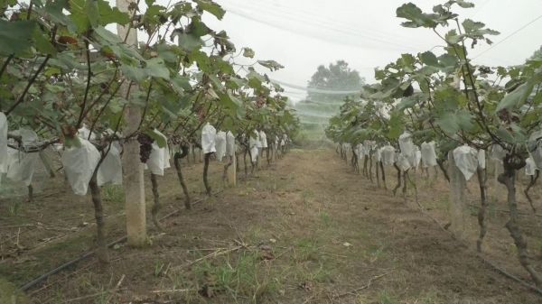 急!漳河镇40万斤果蔬急盼销路