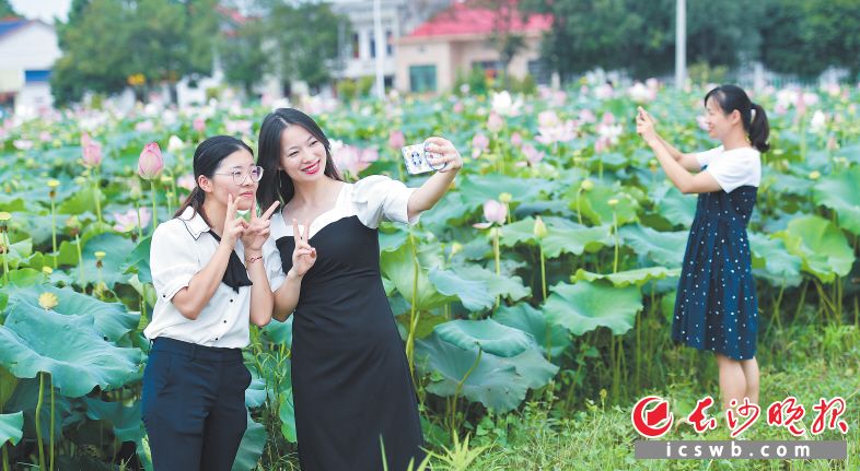 赏荷花美照,赏荷塘视频