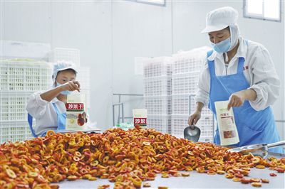 小沙果成了“金果果”