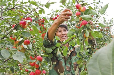 小沙果成了“金果果”