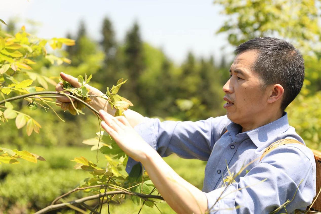 乡村振兴人才超市,鹤峰县乡村振兴示范村