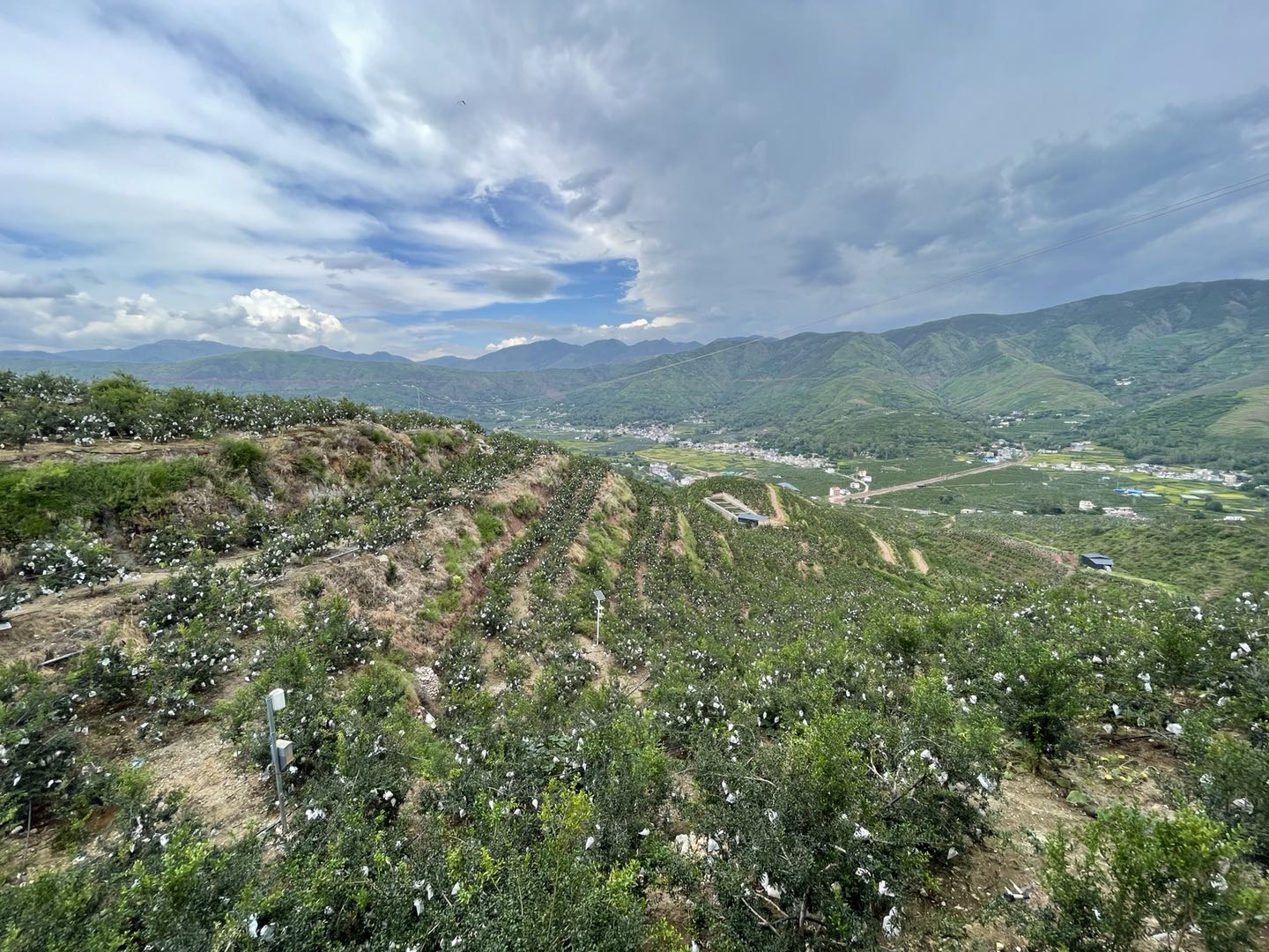 会泽邮政：惠农协同渠道赋能助推“石榴”上行助力乡村振兴