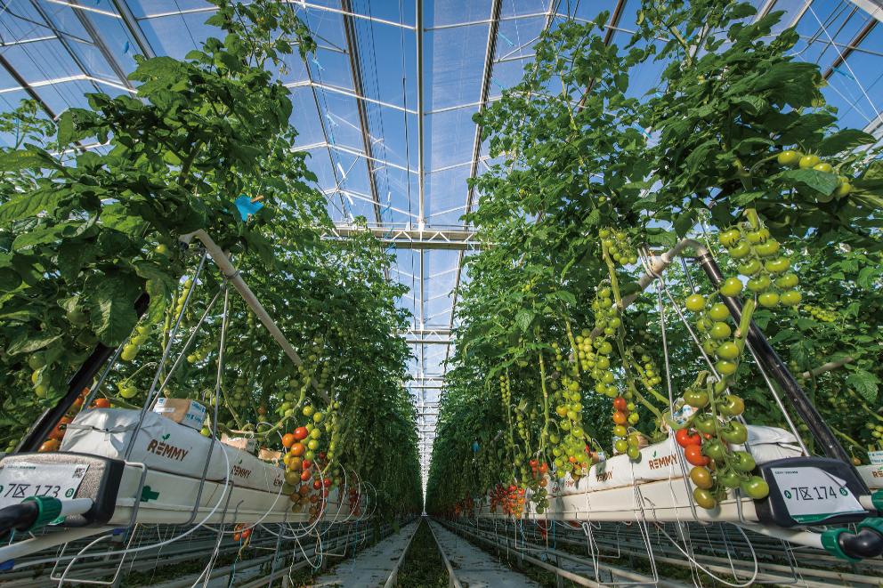 中国建材玻璃企业,中国建材推动中国产业发展