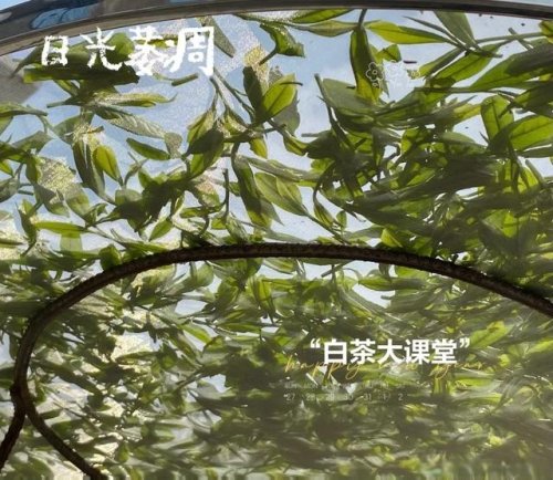 白茶喝起来像新茶吗为什么,白茶喝起来就像酒