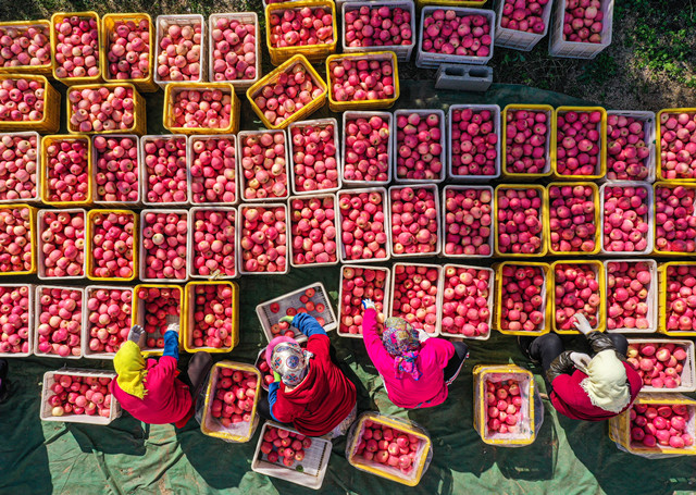 生态湿地百鸟来栖视频,护大河之洲引百鸟来栖