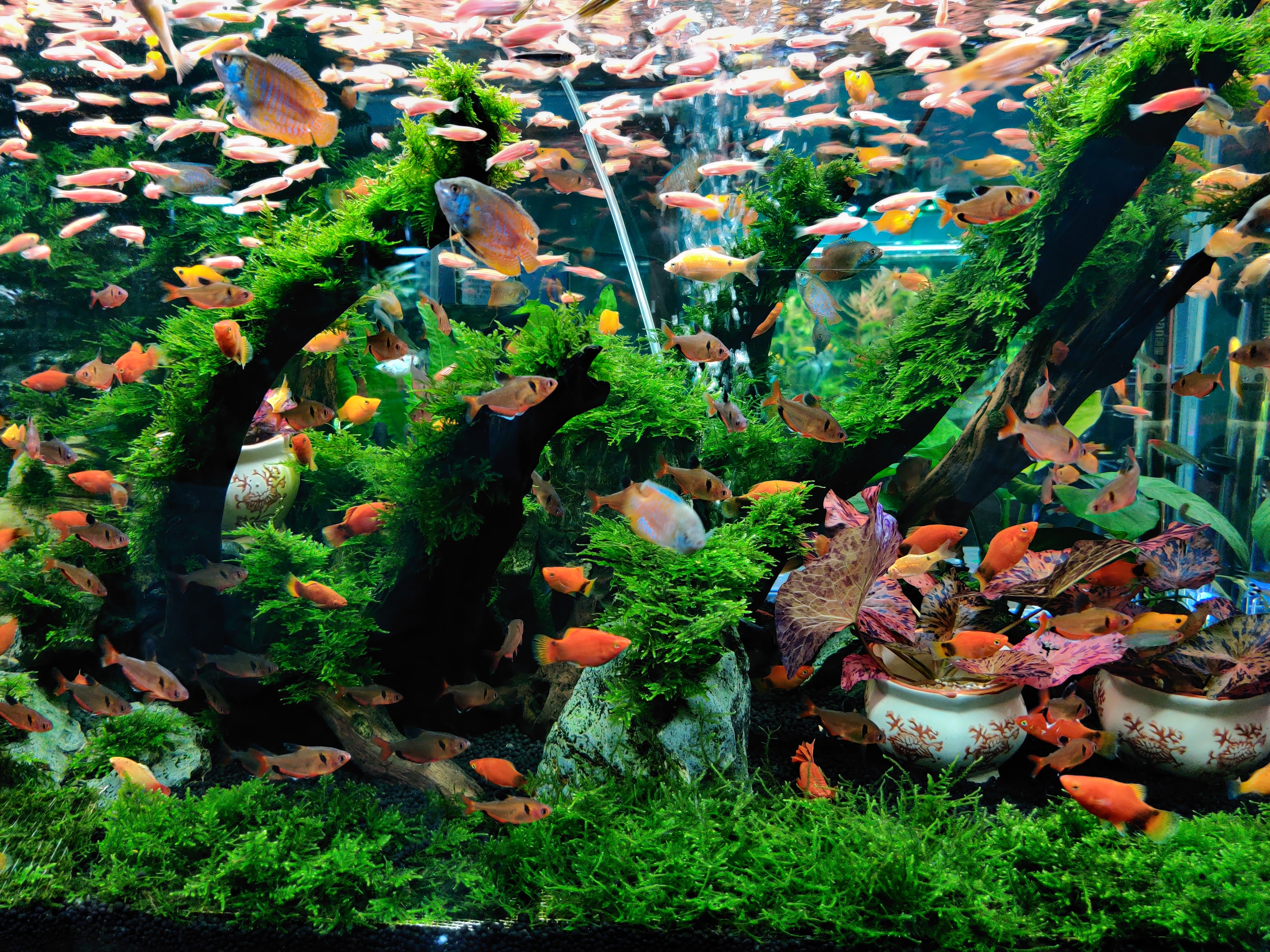 观赏鱼常见鱼病图片与防治,观赏鱼疾病分为哪几类怎么治疗