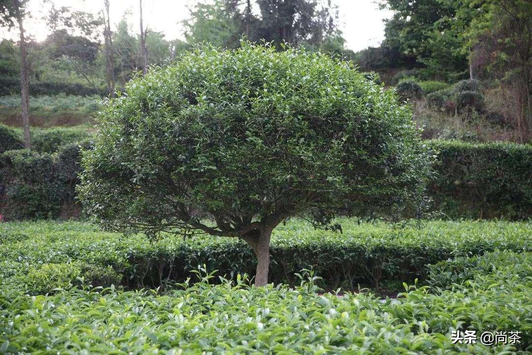 茶叶树和山茶油树的区别是什么,山茶花和茶油树区别图片大全