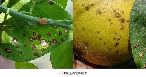 柑橘落果病害图谱大全,柑橘树的果树病害图谱