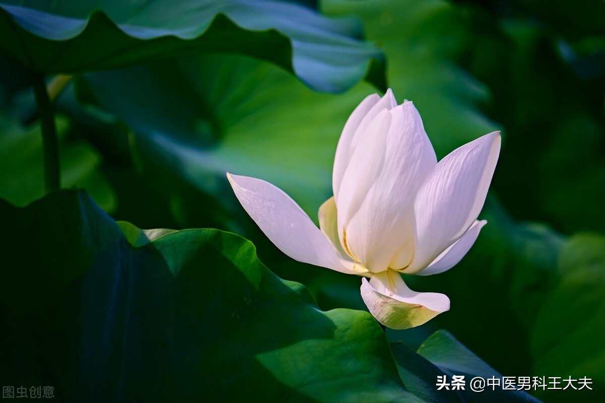 脾胃虚寒心火旺睡眠不好,脾胃虚引起入睡困难的原因