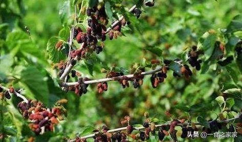 樱桃里有虫吗还有什么水果有虫害,吃樱桃的虫子有哪些