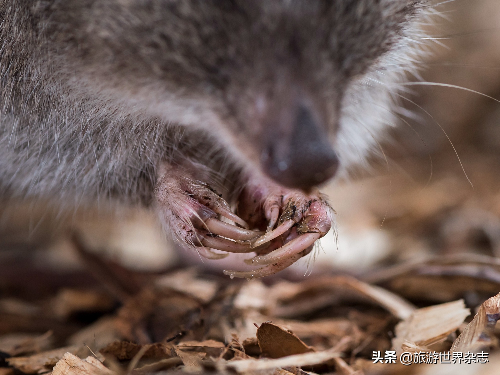 澳大利亚火灾烧伤的考拉,澳大利亚考拉烧伤