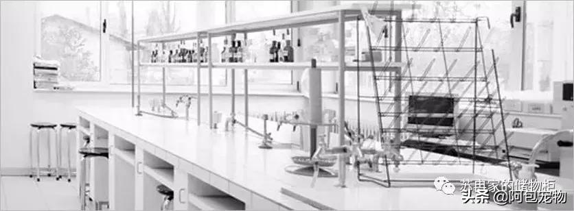 主子生病了怎么办,主子得猫癣了该用什么药