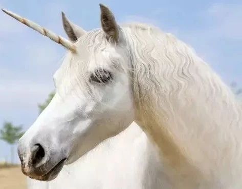 独角兽传奇,风云岛行动独角兽在哪里