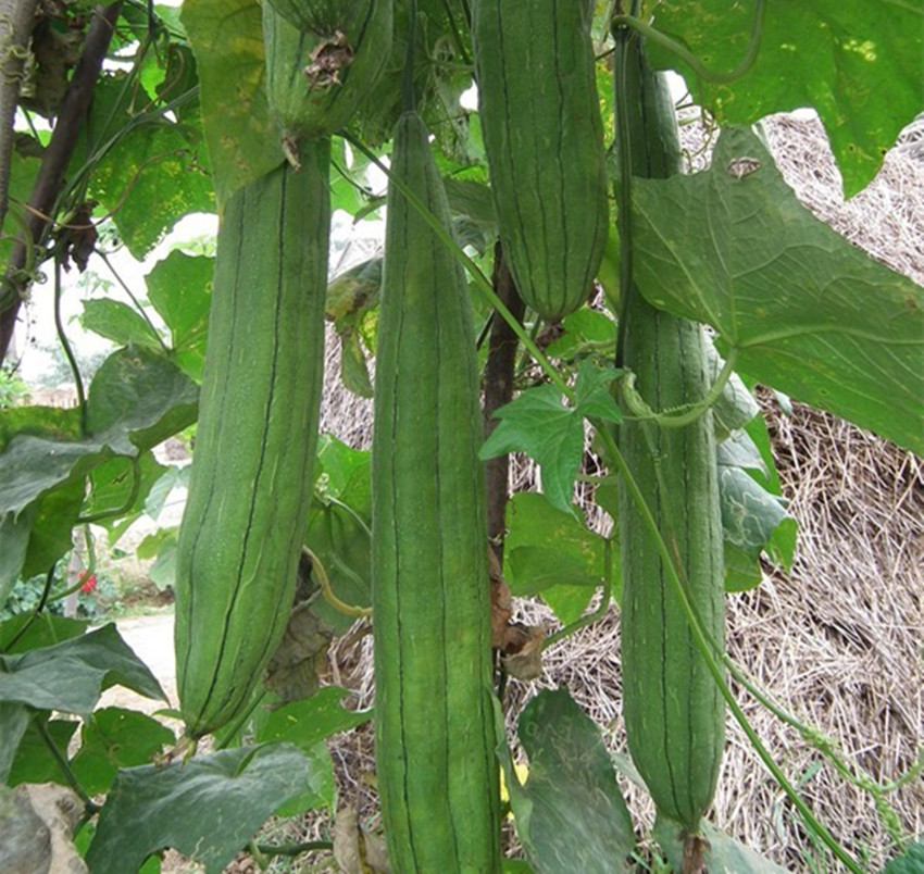 隔壁大爷种植丝瓜专卖老瓜，别人论斤卖他论个，有多少卖多少