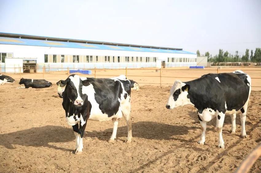 涓浗鍦ｇ墽鍙戝睍瓒嬪娍濡備綍,鍦ｇ墽甯傚満鍓嶆櫙濡備綍