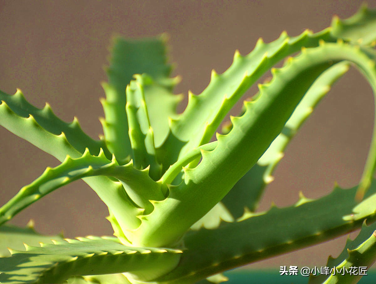 芦荟长太高了可不可以从中间剪断,芦荟长得太高了从中间截断移栽