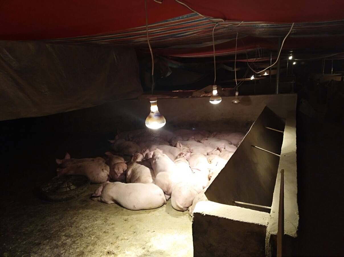 贵州省平坝县齐伯村,平坝齐伯养猪场