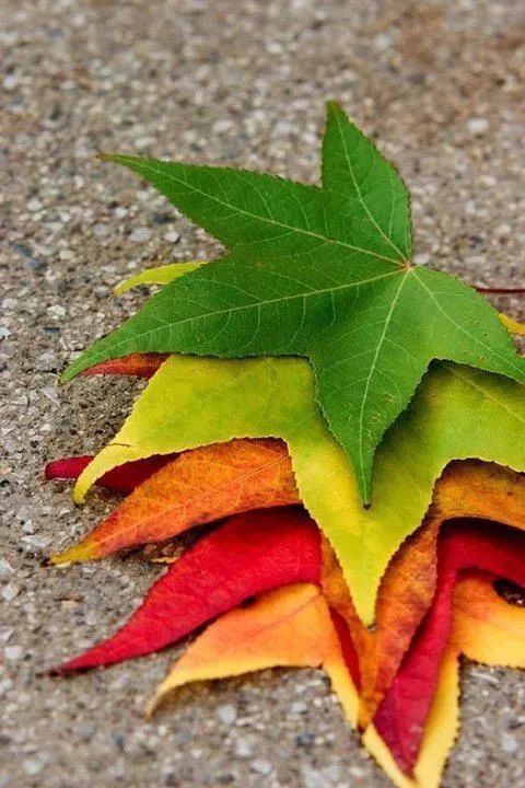 广东真的没有秋天凉吗,广东是没有秋天的吗文案