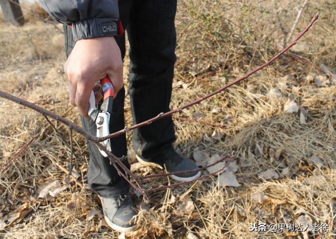 图说果树,自由纺锤形果树整形修剪视频