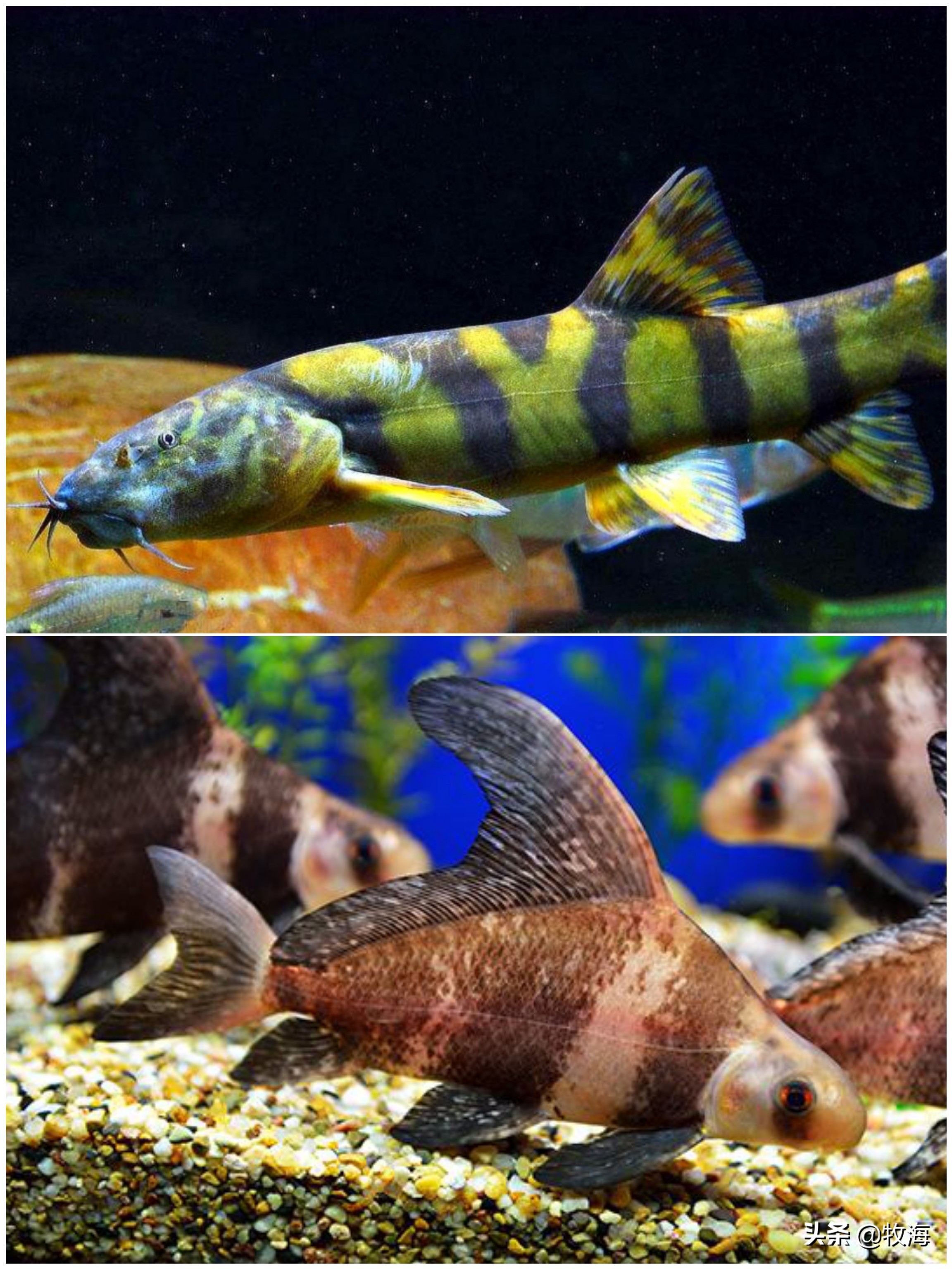 一帆风顺胭脂鱼有什么作用,胭脂鱼和一帆风顺有什么差别