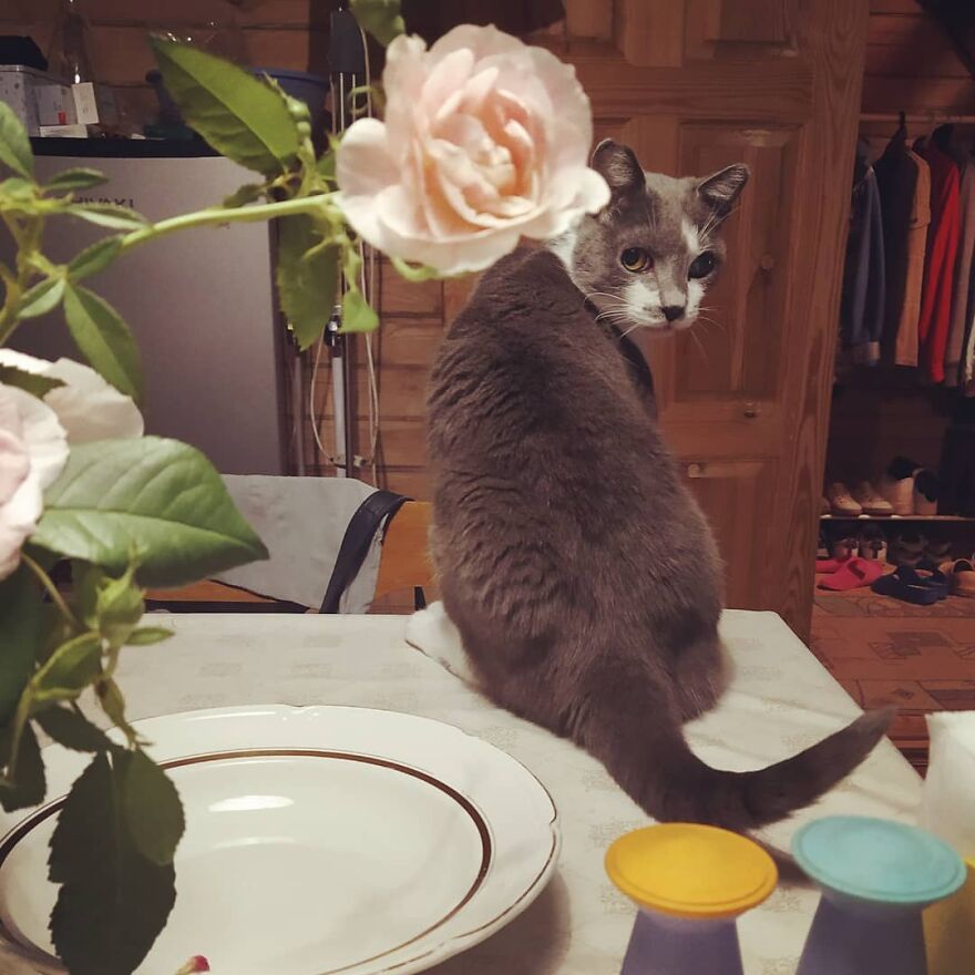 关于猫的13个误解，其中一些可能会让你大吃一惊