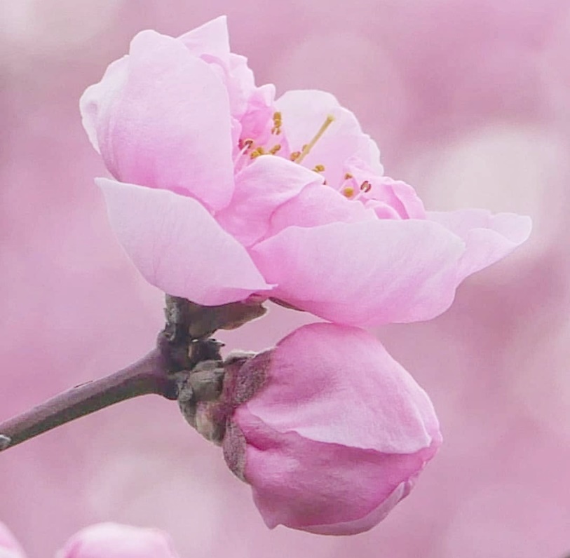 pandora潘多拉,pandora潘多拉红盒