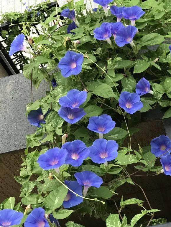 牵牛花到处都可以肆无忌惮的生长,不常见的品种,美出天际!